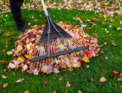 Fall Leaf Cleanup Made Easy: Tools That Take the Struggle Out of Bagging Leaves